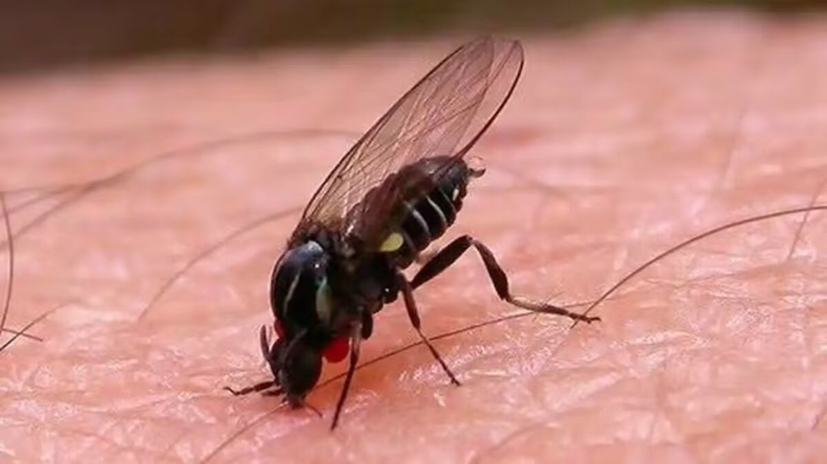Alerta por barigüí: qué es la mosca negra y cómo tratar su mordedura