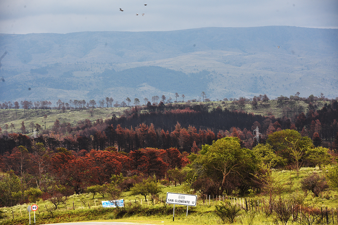 El arbolado predio luce aún con colores de otoño: pinares quemados entre las sierras. (Pedro Castillo)