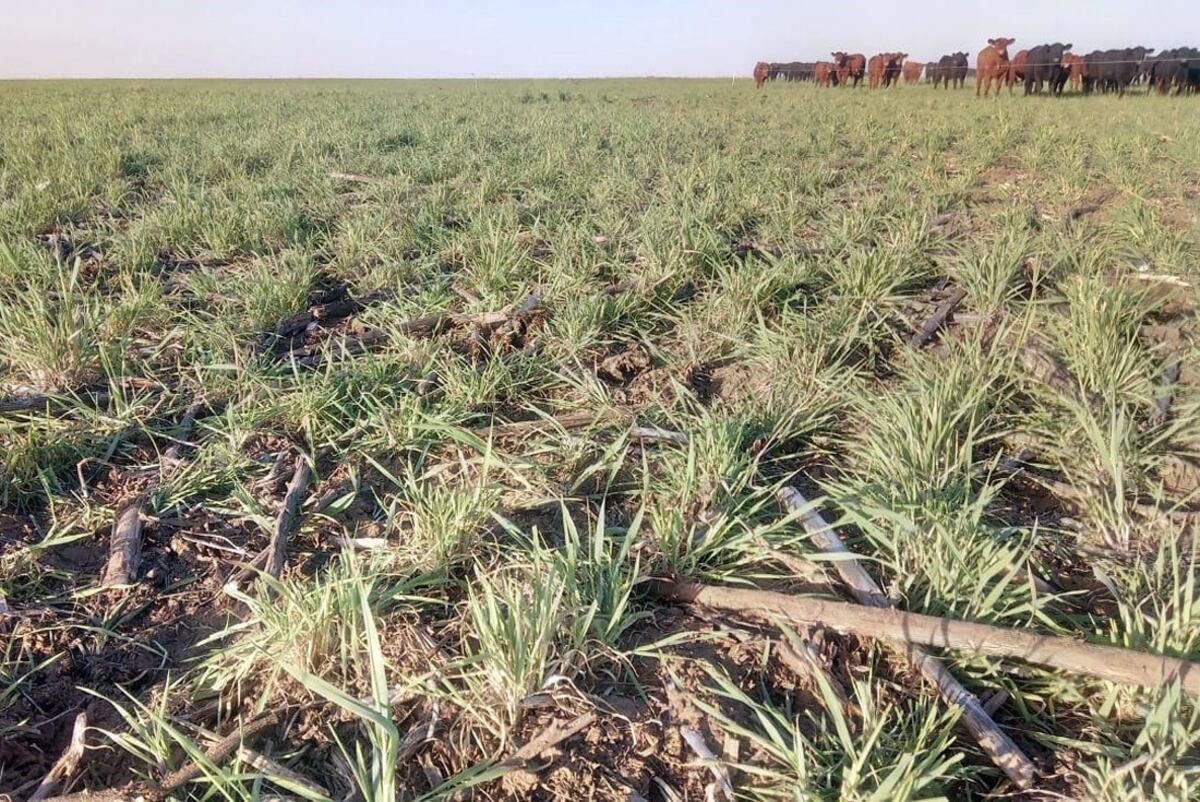 AMBIENTE. El remanente de centeno pastoreado sobre un rastrojo de girasol en el establecimiento ubicado el sudoeste de la provincia. (Gentileza Guillermo Rivetti)