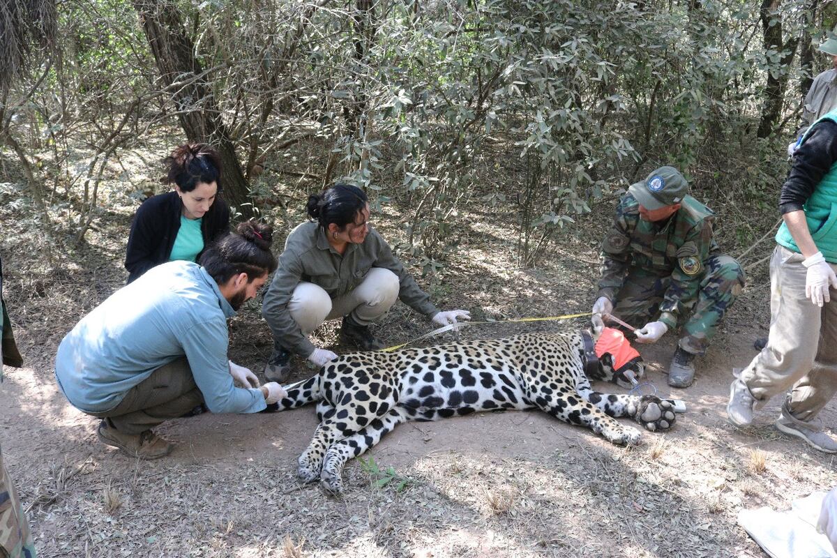 Verónica Quiroga y su equipo de investigación tratando a un yaguareté. (Gentileza)