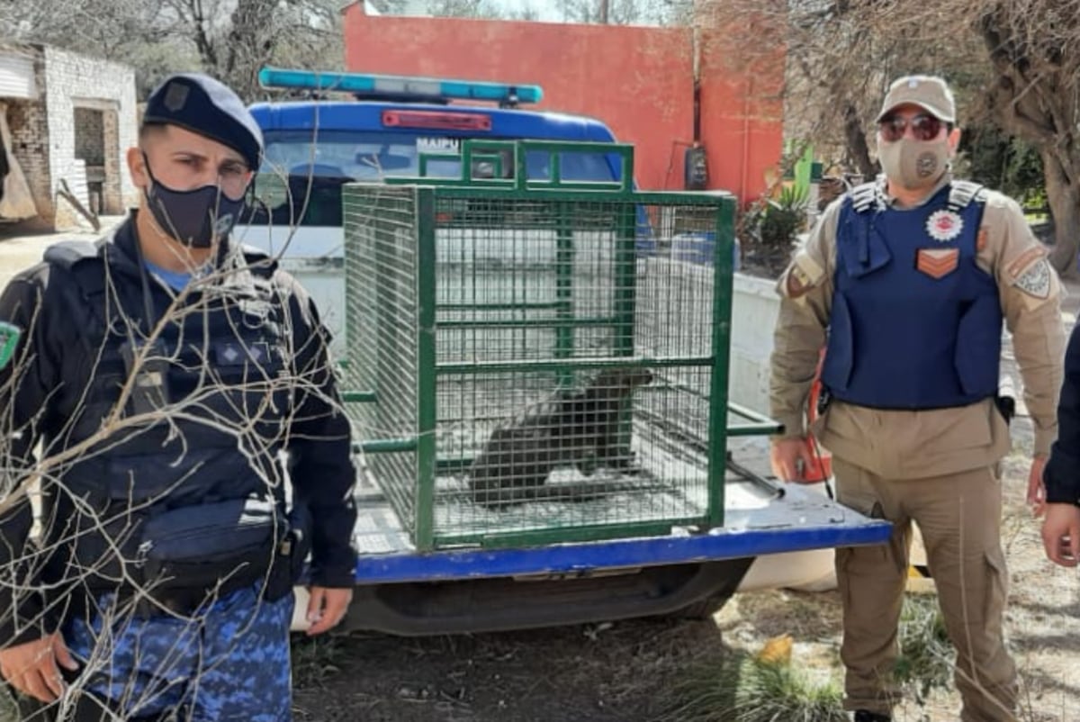 Pozo del Tigre. El yaguarundí salvaje rescatado por la Patrulla Ambiental. (Policía de Córdoba)
