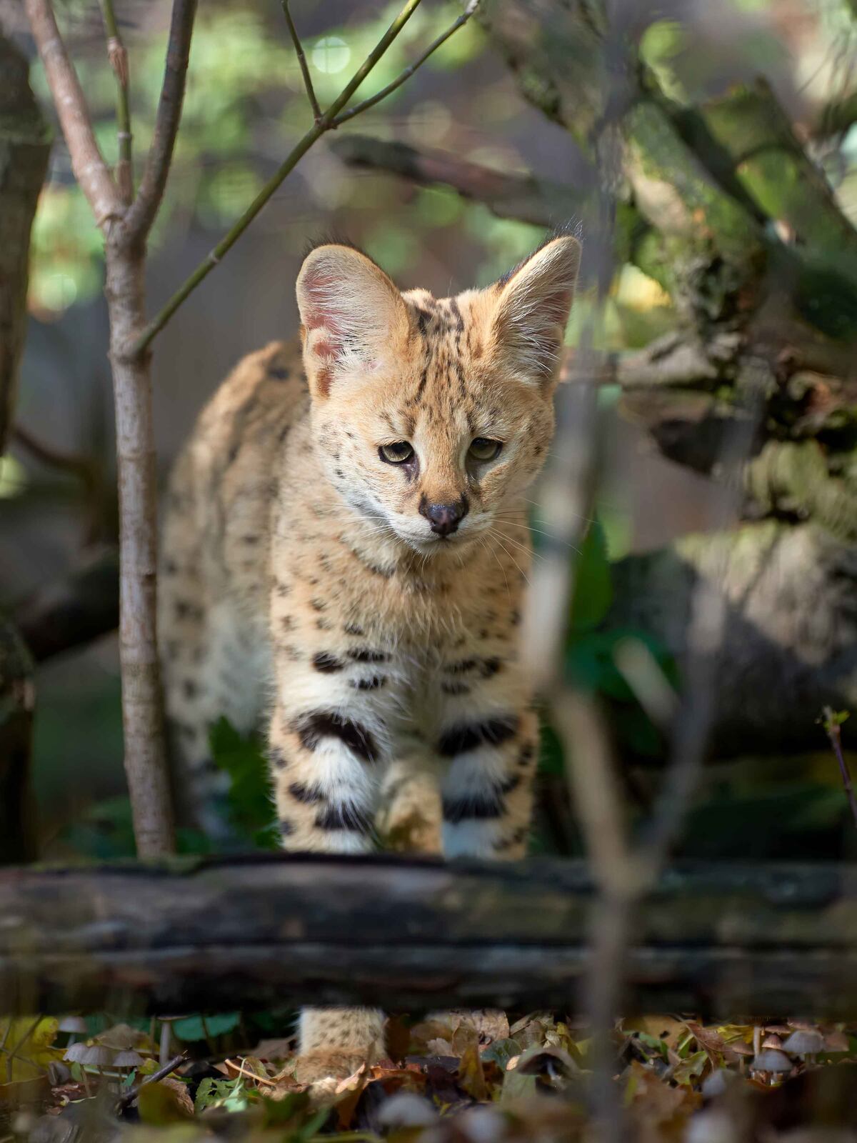 Gato bengalí. La elección de un gato suele basarse en factores como el pelaje, el temperamento o la apariencia. (Freepik)