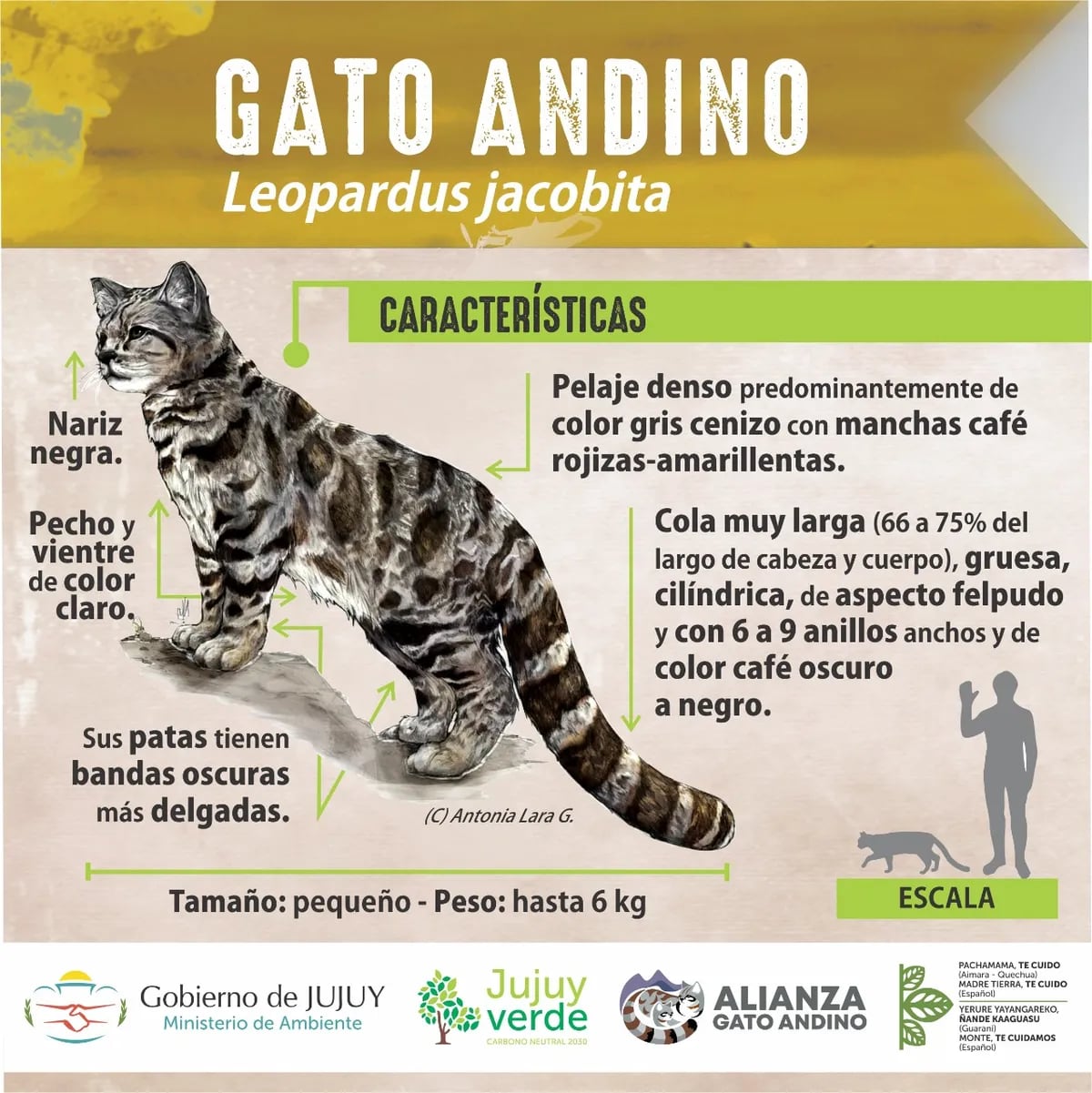 Infografía que describe al gato andino (leopardus jacobita), especie en peligro de extinción.
