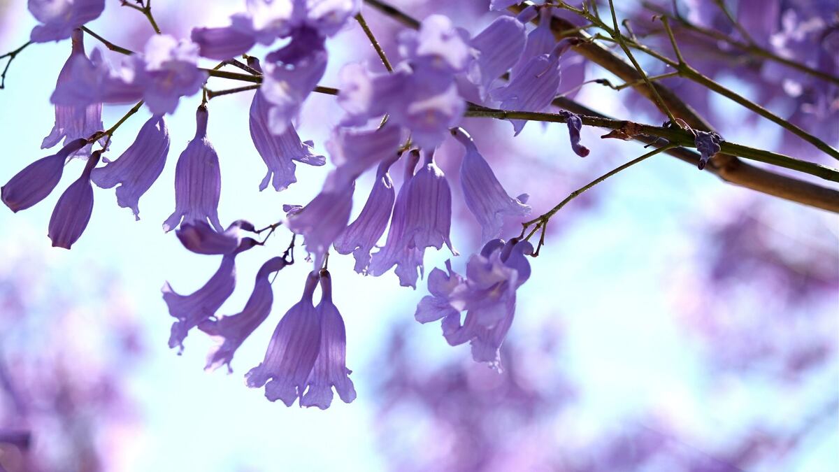 El jacarándá y sus características flores.