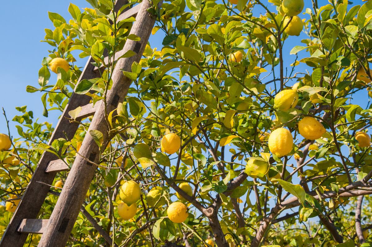 Si queremos trasplantar un limonero de cuatro estaciones, lo mejor es hacerlo a finales de marzo, o bien en agosto, sacando un pan de tierra lo más grande posible para cortar la menor cantidad de raíces.