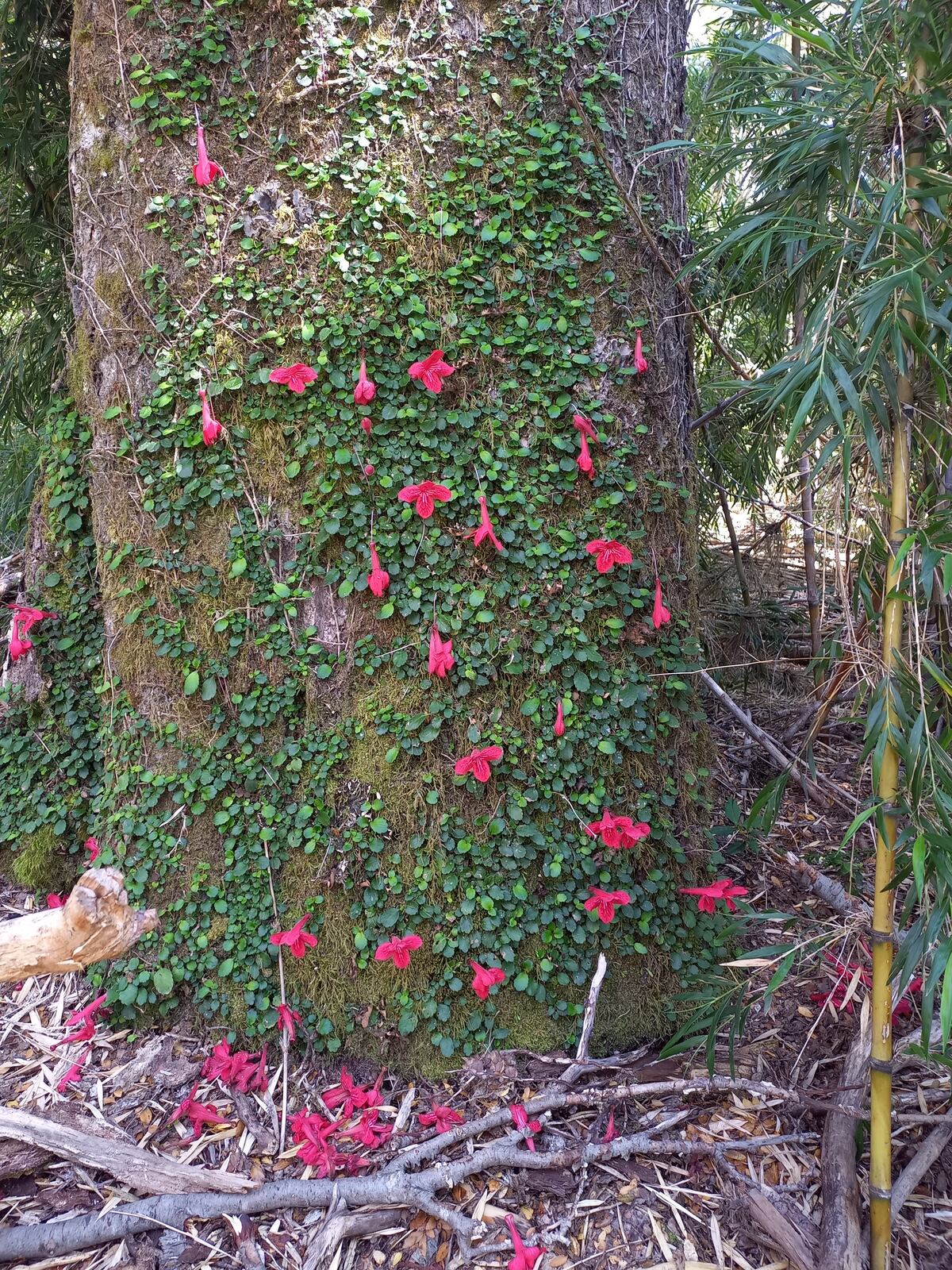 Vegetación para apreciar. La “estrellitas” (Asteranthera ovata) tapizan los troncos del bosque. (Gentileza: Cris Aizpeolea)
