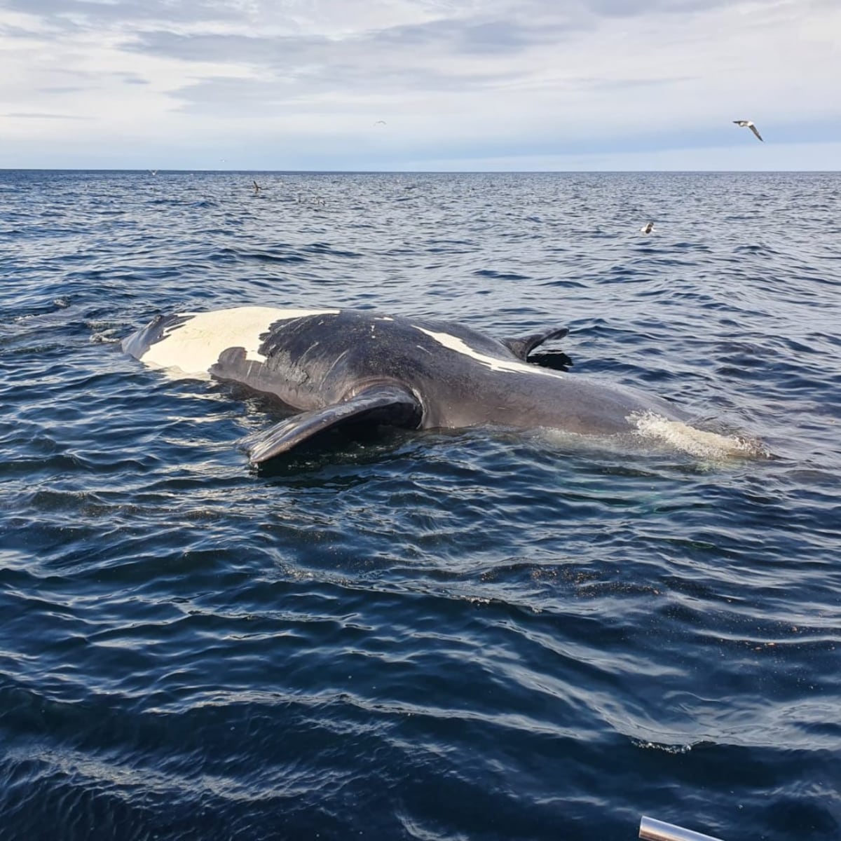 Ballenas muertas Península de Valdés