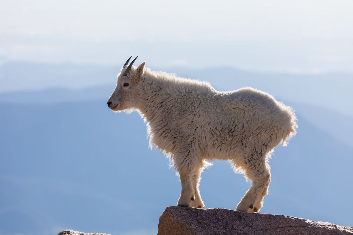 Descubre tu animal espiritual: ¿qué animal te representa según tu signo del zodiaco?