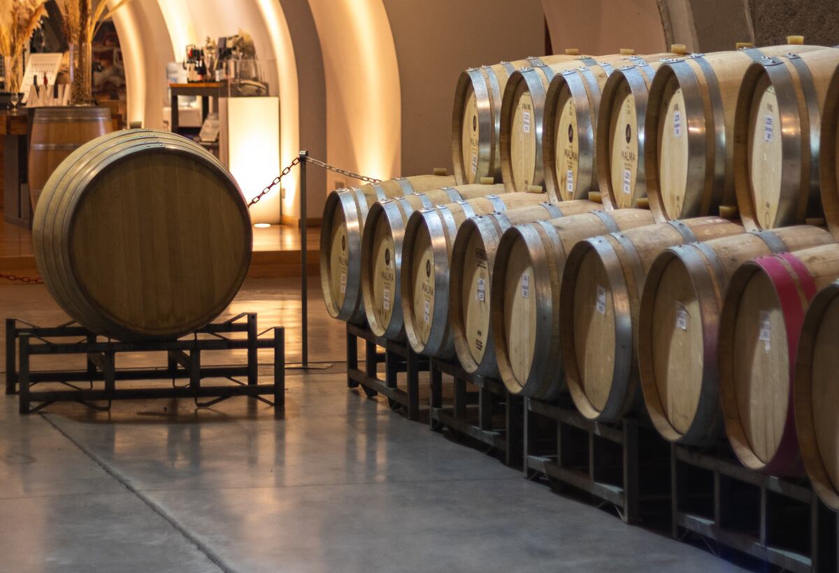 La sala de barricas de la bodega donde se hace un uso muy criterioso de la madera. "No se maquillan los vinos", dice Viola.
