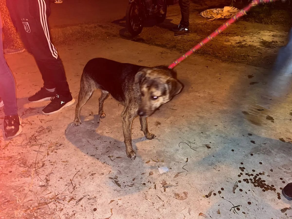 La Plata: descubrieron un cementerio clandestino y rescataron a más de 15 mascotas en estado crítico. (0221)