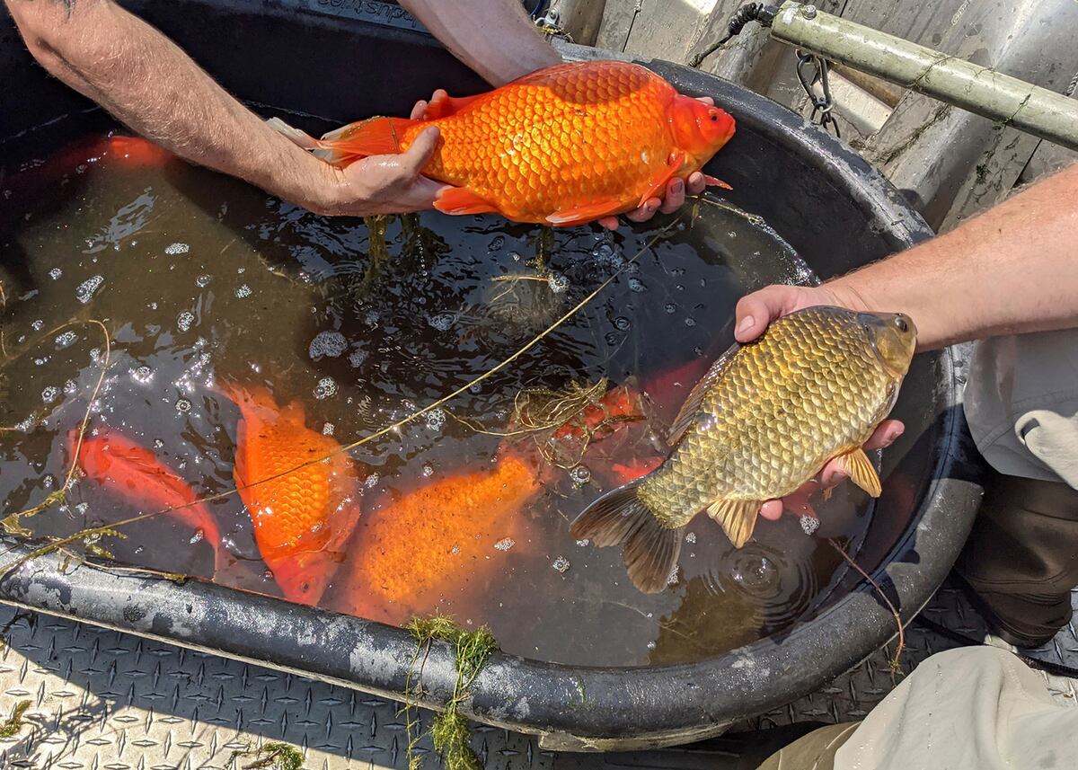 Minnesota. Los peces encontrados (AP).