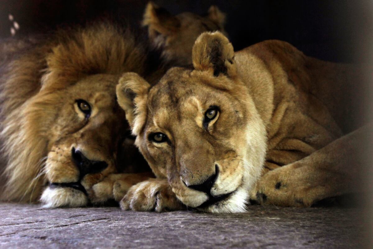 Día Internacional del León. (AP /
Jorge Saenz)