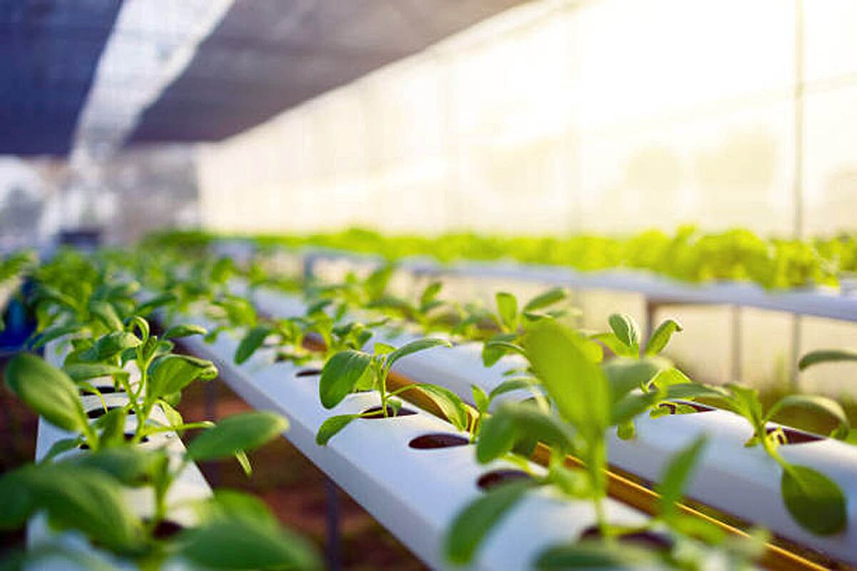 Estudiantes de Ticino cultivan stevia y maní con hidroponía 