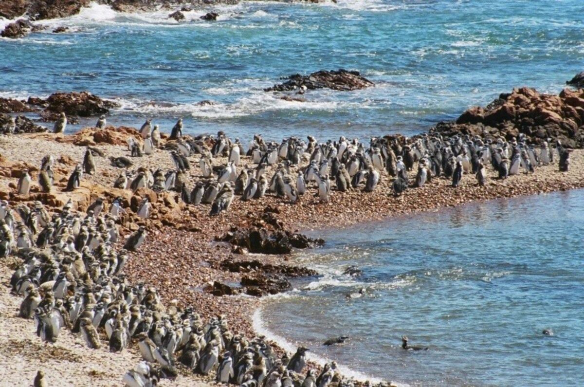 El secreto mejor guardado de la costa patagónica: un destino ecológico y lleno de historia