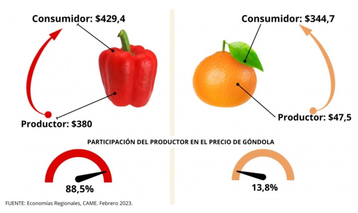 Informe de Came
