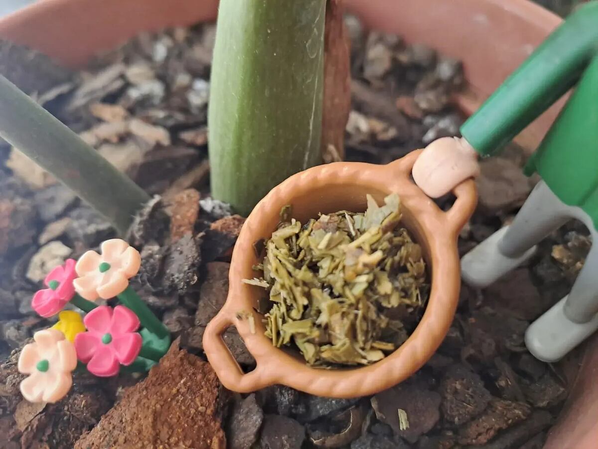 Yerba mate en las plantas: por qué este hábito tan común puede arruinar tu jardín