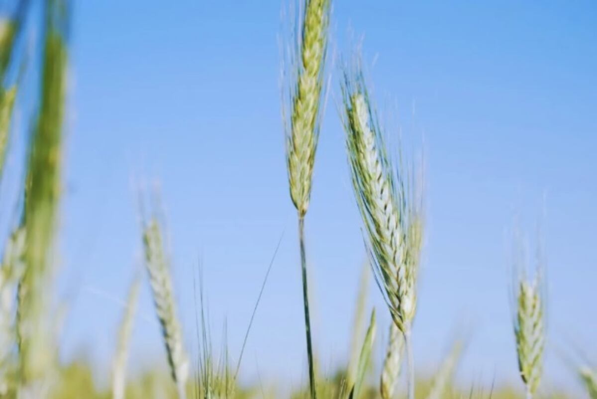 TRIGO. Una vez desarrollada la genética, el desafío pasa por generar las condiciones para que pueda expresar todo su potencial. (Gentileza Inta)