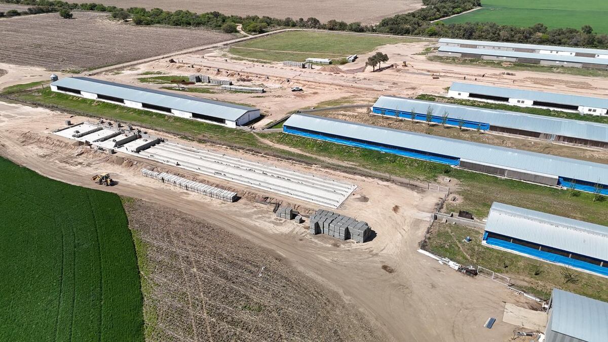 AMPLIACIÓN. Con la incorporación de 2.300 madres, la granja Porcina La Quimera, ubicada en el departamento Tulumba, producirá 24 mil toneladas de carne de cerdo por año. (Gentileza La Quimera)