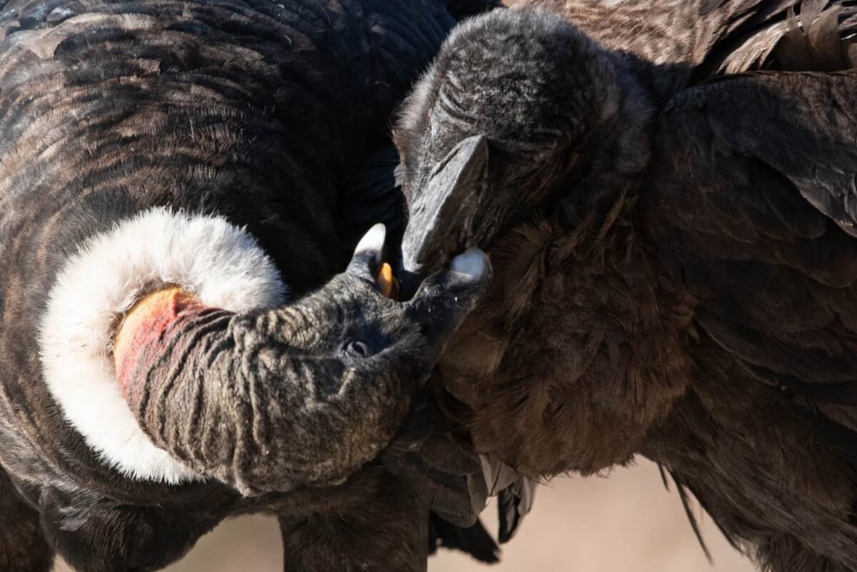 Pareja de cóndores andinos fotografiados en una zona próxima a la Quebrada del Batán. (Foto Gentileza Guillermo Galliano/Fundación Mil Aves)
