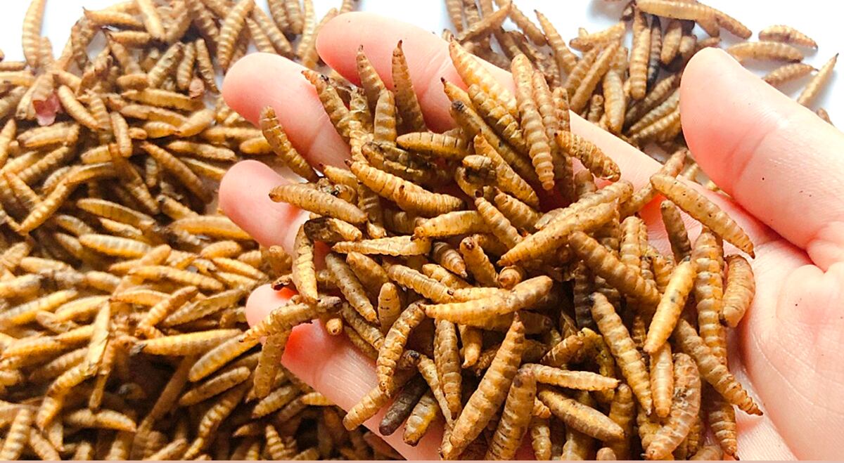 INSUMO ESTRATÉGICO. Larva de mosca conocida como “soldado negra” (Hermetia illucens).