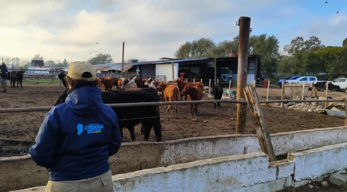 OPERATIVO. Faena clandestina en Villa Nueva. (Gentileza Ministerio de Bioagroindustria)