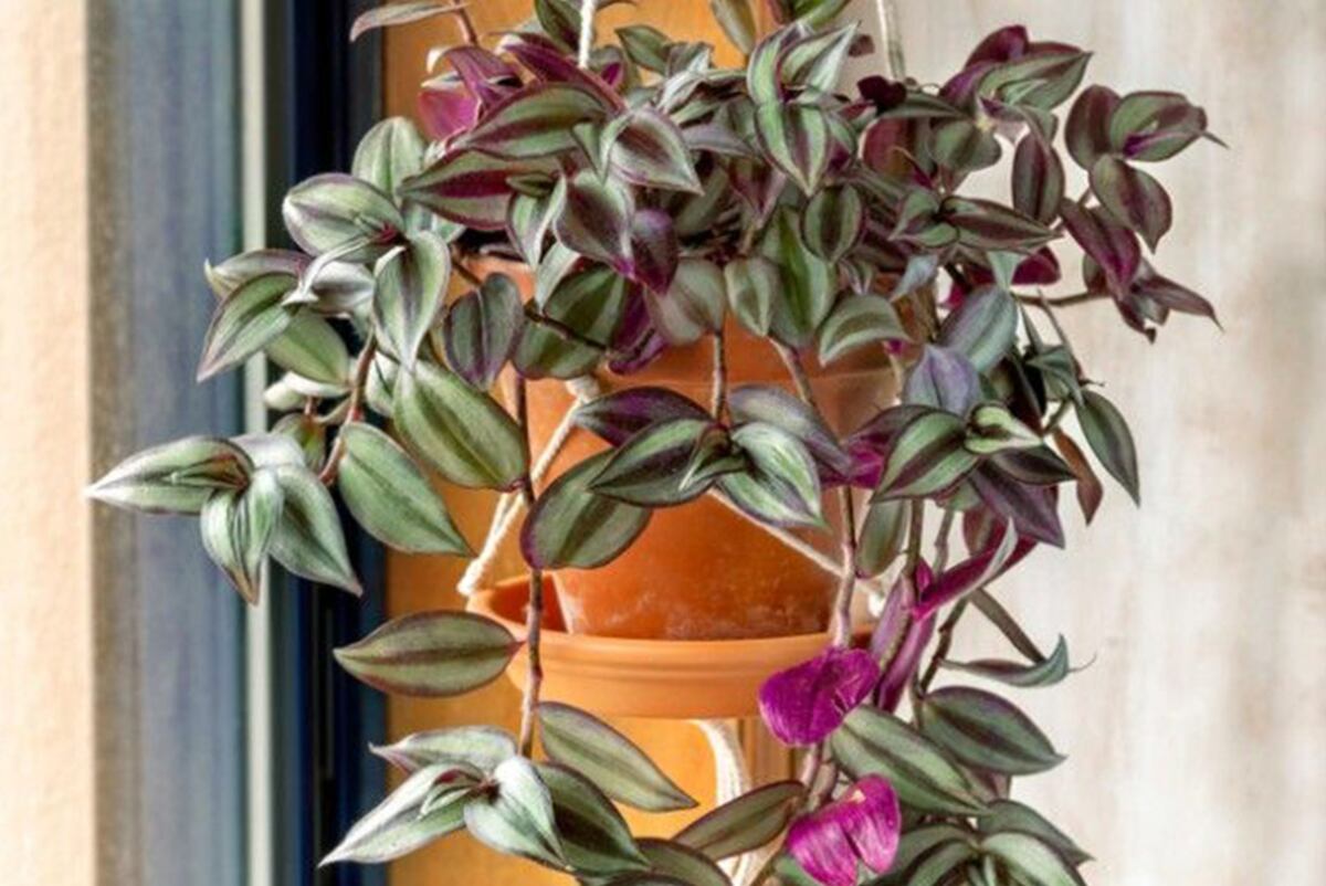 La Tradescantia Zebrina es una bonita planta de interior que se identifica por sus hojas moradas. Pinterest / Grupo Edisur