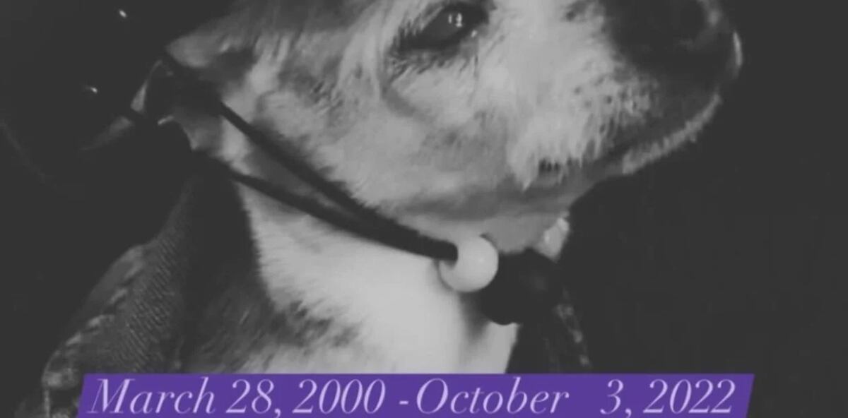 Murió Pebbles, el perro más viejo del mundo según el Libro Guinness de los récords. Foto Captura Instagram
