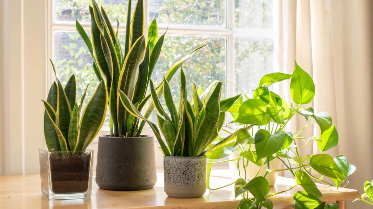 Las plantas purificadoras de aire que recomienda la Nasa para eliminar toxinas