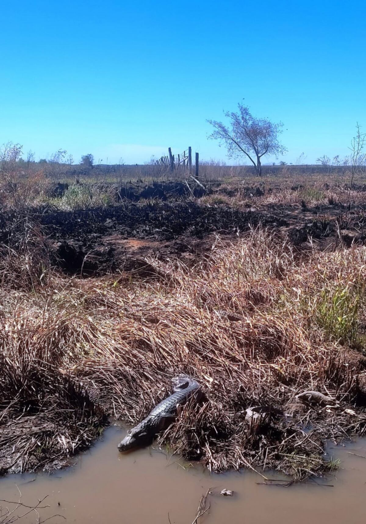 Lomas de Vallejos y Cerrudo Cué, en el norte de corrientes. (BCA)