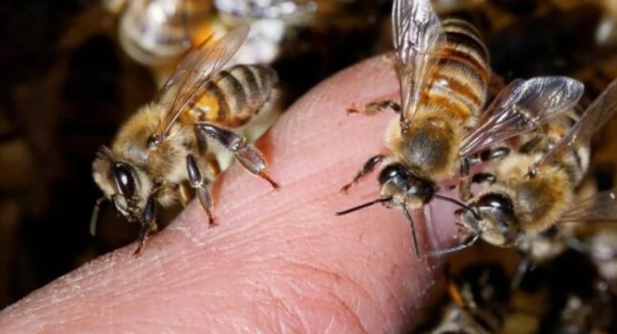 Abejas. Imagen ilustrativa.