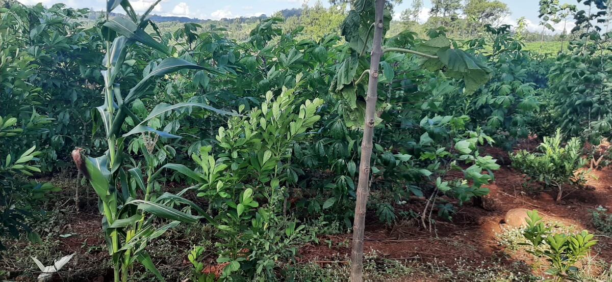 En la rotación de cultivos se alternan plantas de diferentes familias y con necesidades nutritivas diferentes en un mismo lugar durante distintos ciclos. (Casafe)