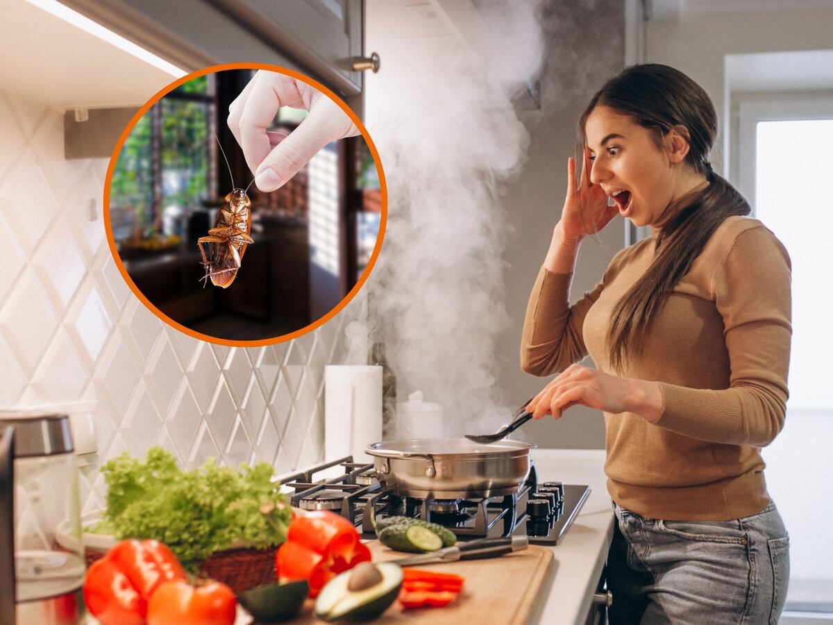 Los dos ingredientes de cocina que te ayudan a ahuyentar las cucarachas este verano  