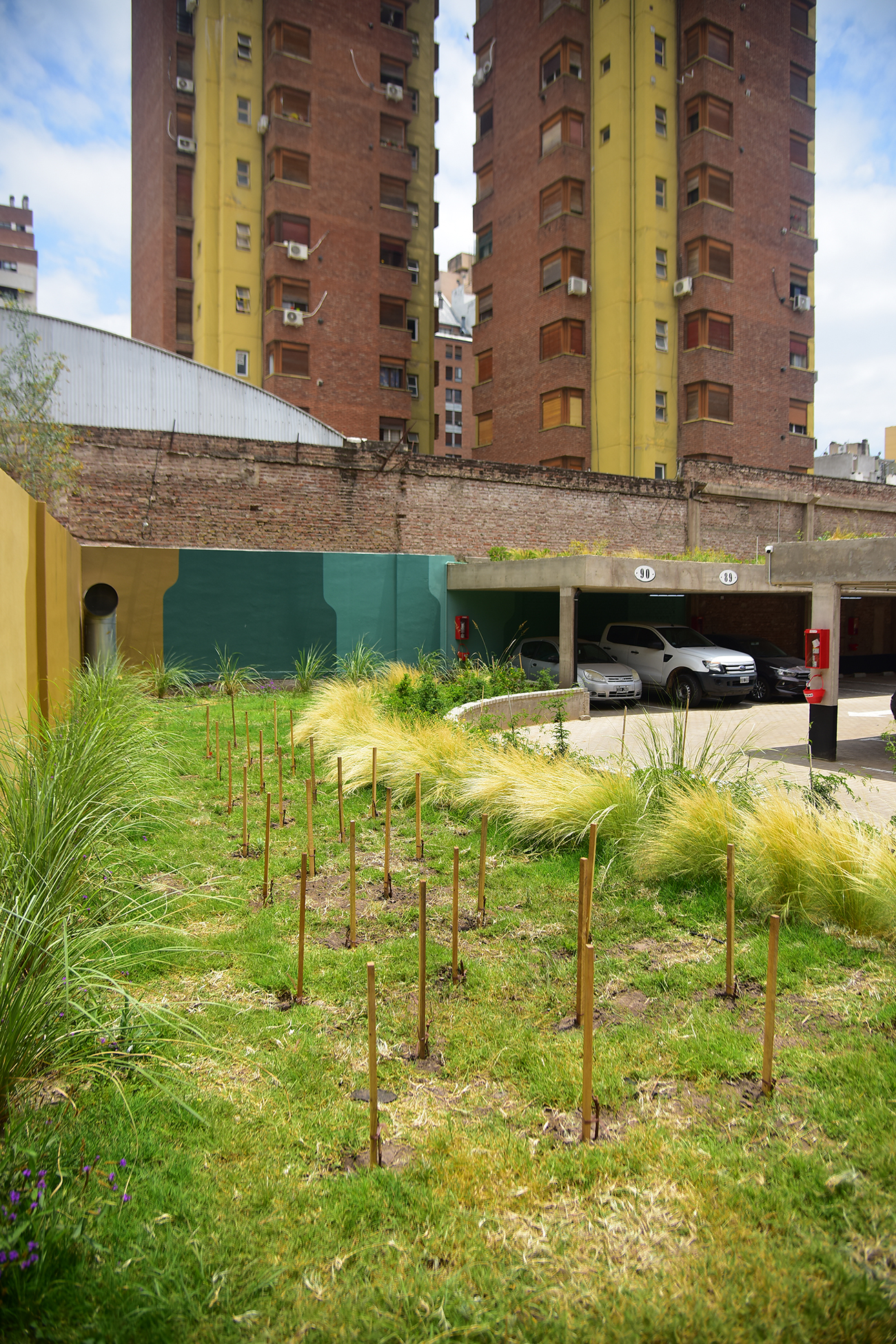 Los esquejes de las vides tienen apenas unos centímetros. Ya se implantaron 30.
Foto: Pedro Castillo