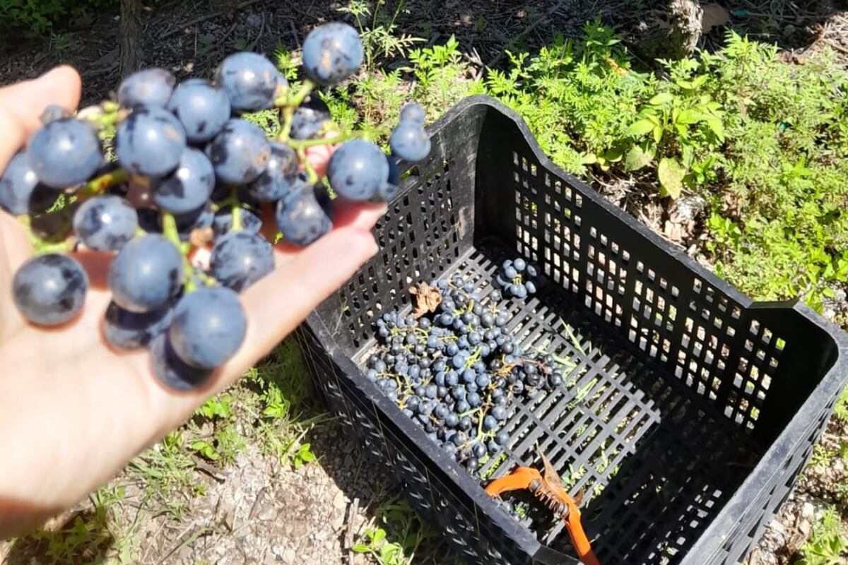 Viñedos en Córdoba: crece la superficie cultivada cada año. (Cecilia Mansilla)