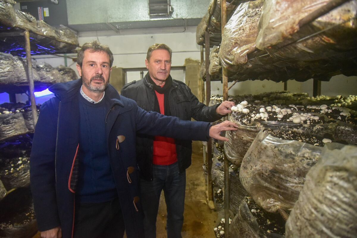 Los socios entre las camas de cultivo de los hongos. (La Voz)