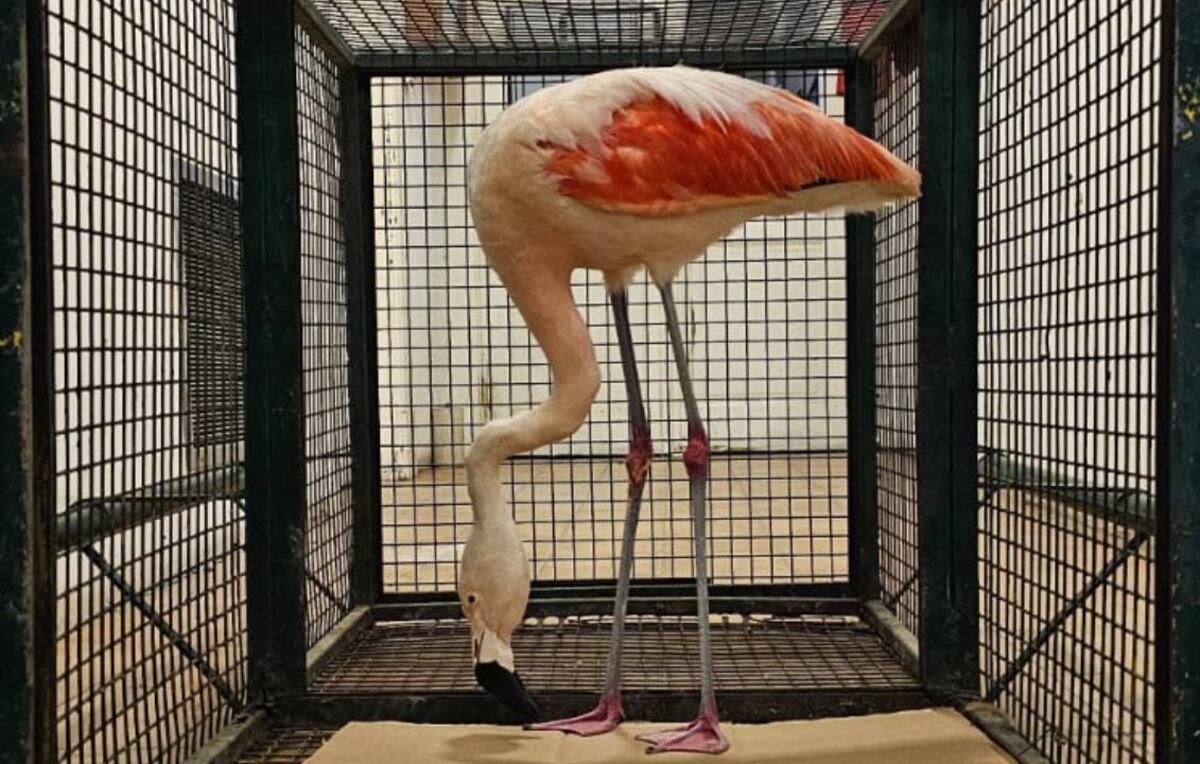 El animal se encuentra en buen estado en general.