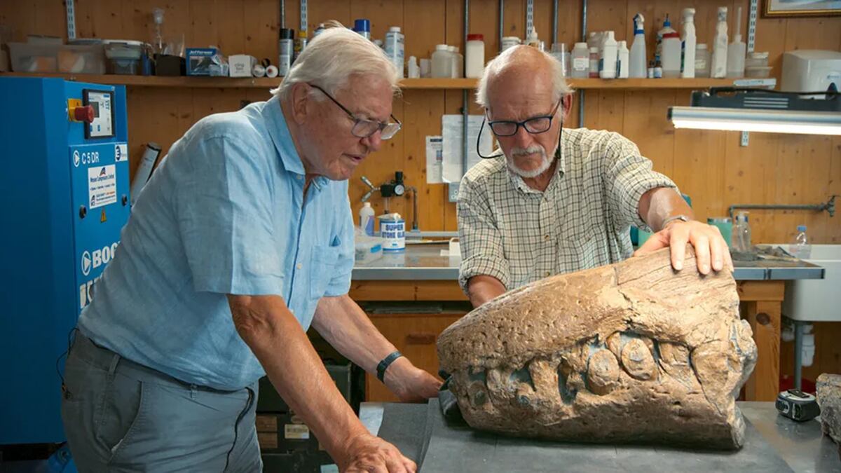 Steve Etches le muestra a Sir David Attenborough el hocico, la primera pieza encontrada. (BBC)