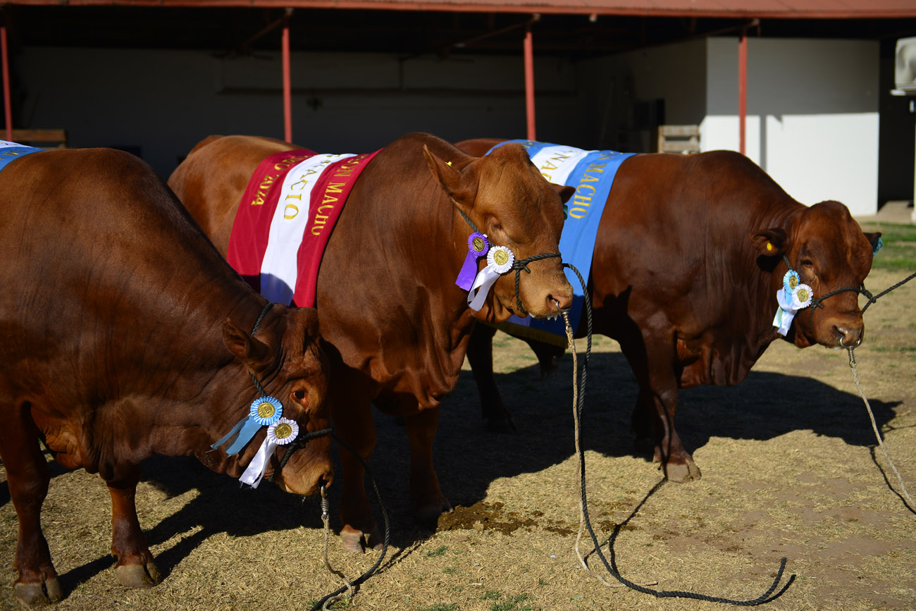 El campus de la UCC desarrolló San Ignacio, una raza bovina que ganó la medalla en la Exposición Rural. (Nicolás Bravo / La Voz)