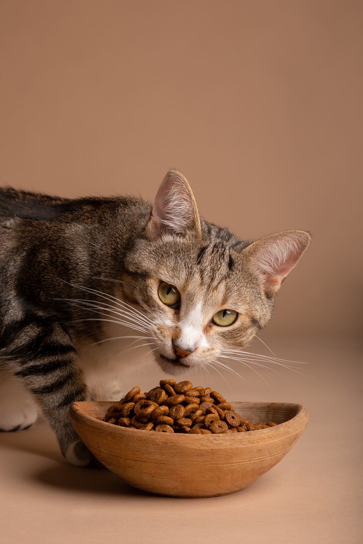 Qué significa que tu gato deje comida. (Freepik)