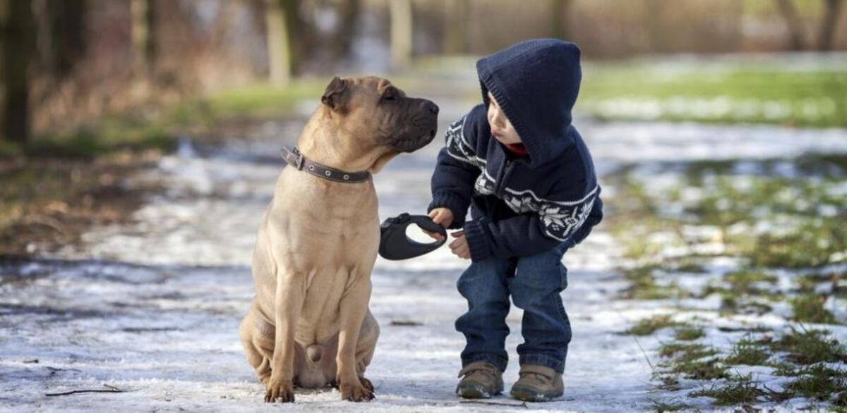 Un estudio internacional confirma que convivir con perros mejora la salud física y emocional de los niños, reduce el sedentarismo y el aislamiento.