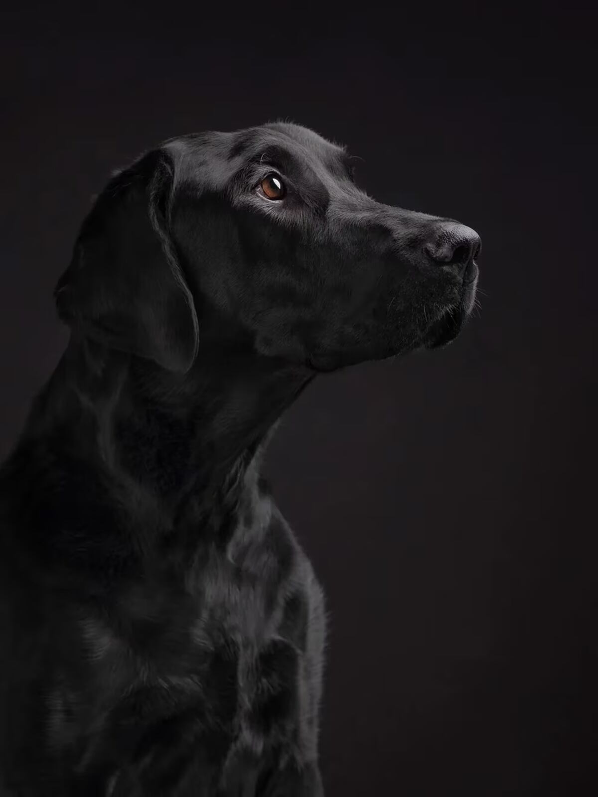 Elke Vogelsang es una fotógrafa alemana que retrata perros y gatos con un ángulo fotográfico en el cual los animales parecen sacados de película.