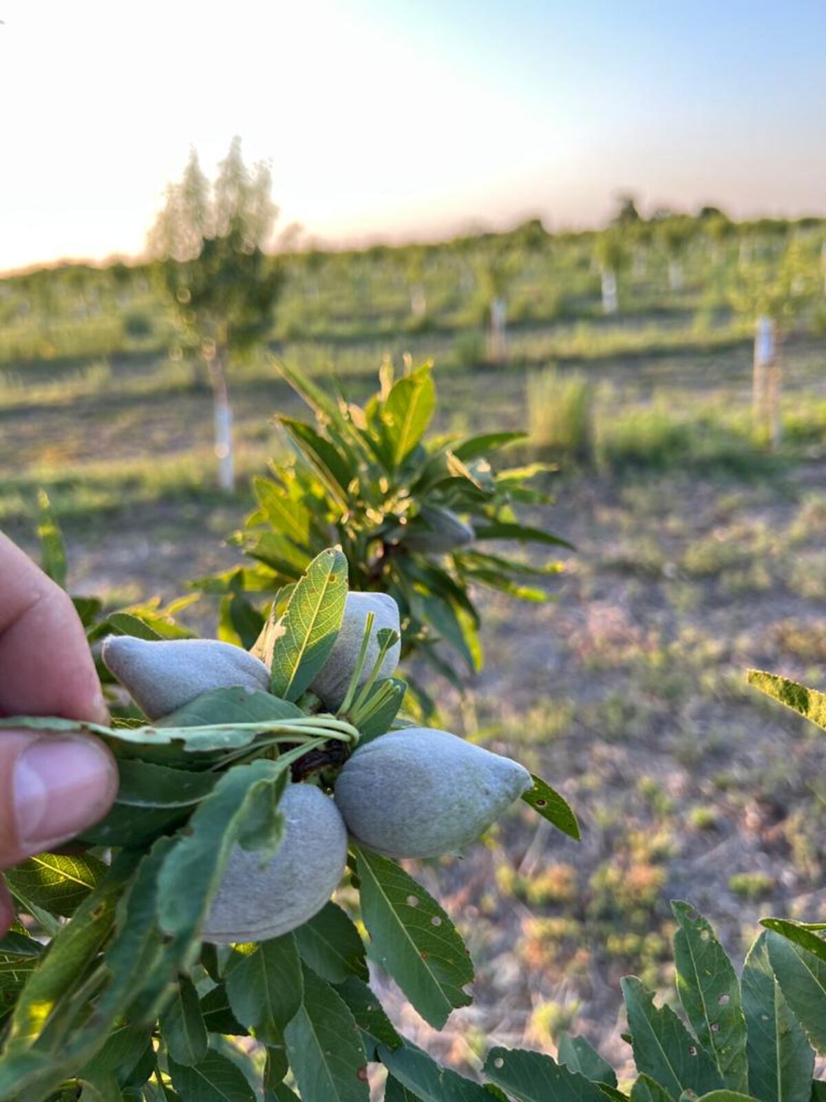 MODELO SUSTENTABLE. La producción de almendras en Villa del Totoral, a cargo de la empresa AlmendrAR. (Gentileza AlmendrAR)