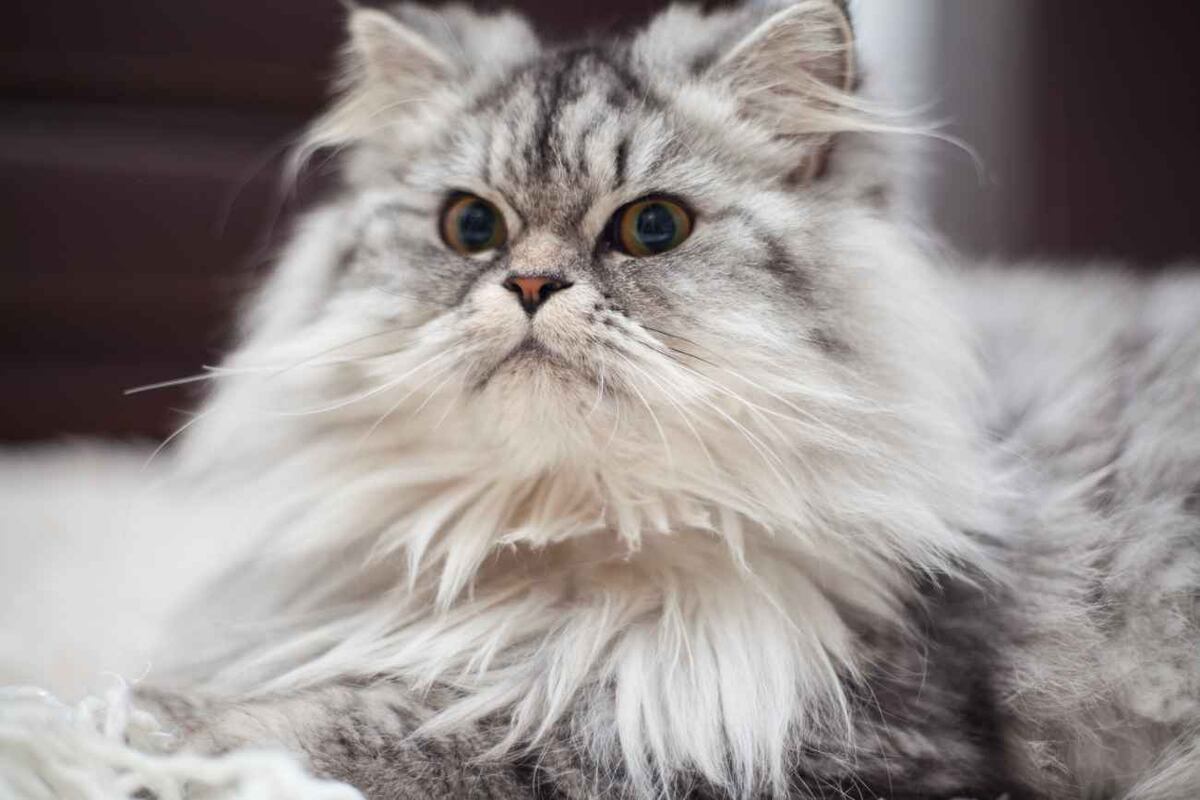 Gato persa. La elección de un gato suele basarse en factores como el pelaje, el temperamento o la apariencia. (Freepik)