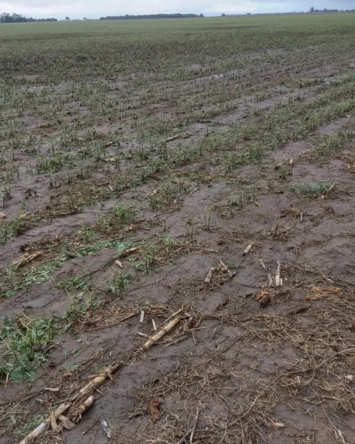 Una plantación de maiz destruida por la piedra en el departamento Río Segundo.
