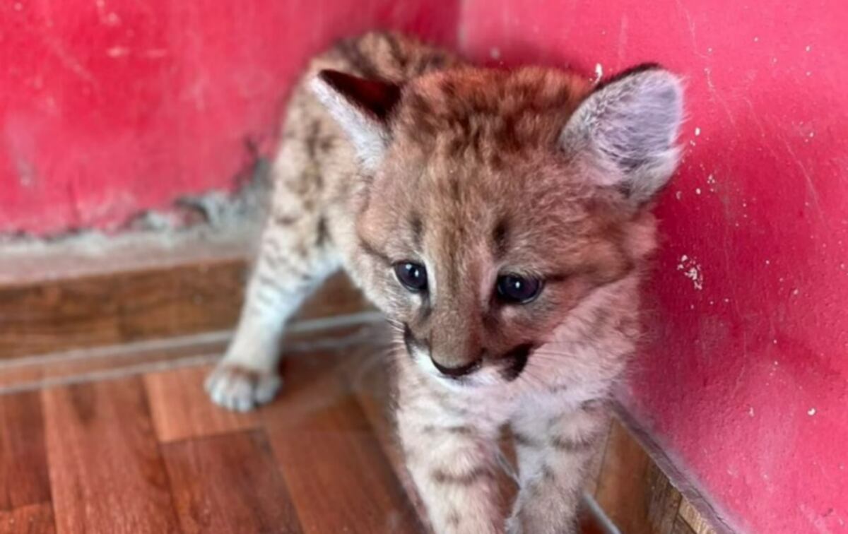 Cachorro de puma rescatado. Imagen ilustrativa. (Archivo)