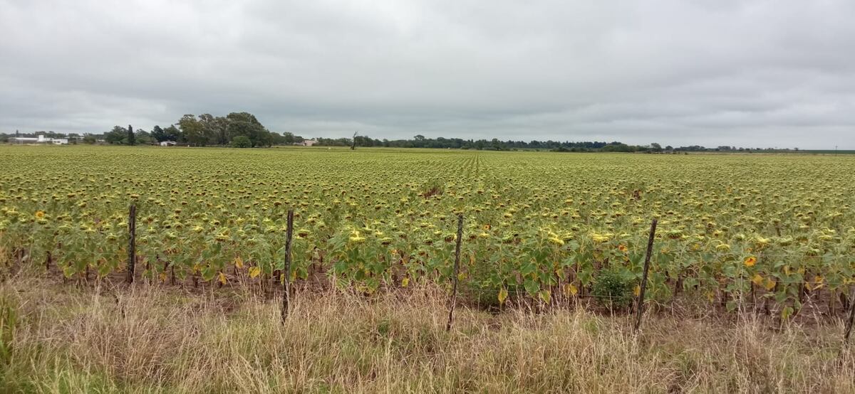GIRASOL. Lote sembrado con girasol en el departamento Río Cuarto en la actual campaña agrícola. (Gentileza Inta Río Cuarto)