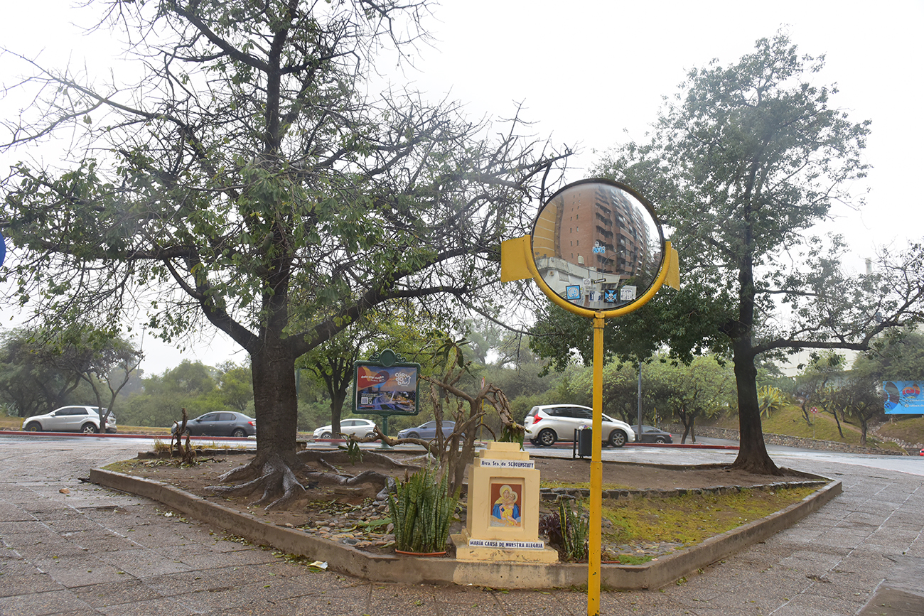 Arbol arboles que no fueron trasladados Córdoba: Obispo Oro y Poeta Lugones el triangulo. (José gabriel Hernández / La Voz)