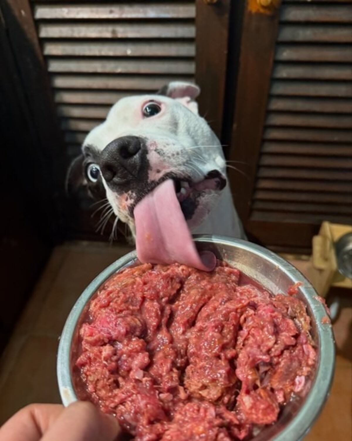 Carne cruda para perros: ¿moda saludable o riesgo oculto? Qué recomiendan los veterinarios