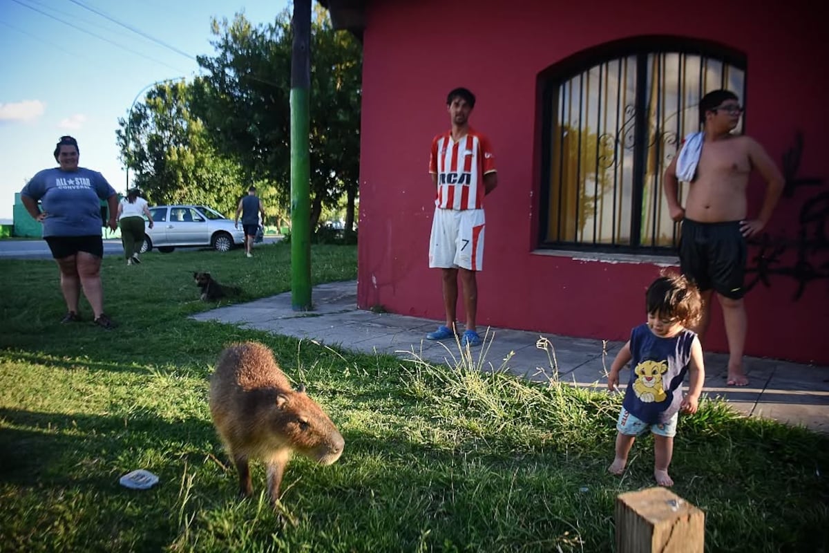 “Poroto”, el carpincho que entra a los patios de Punta Lara y conquista corazones en redes