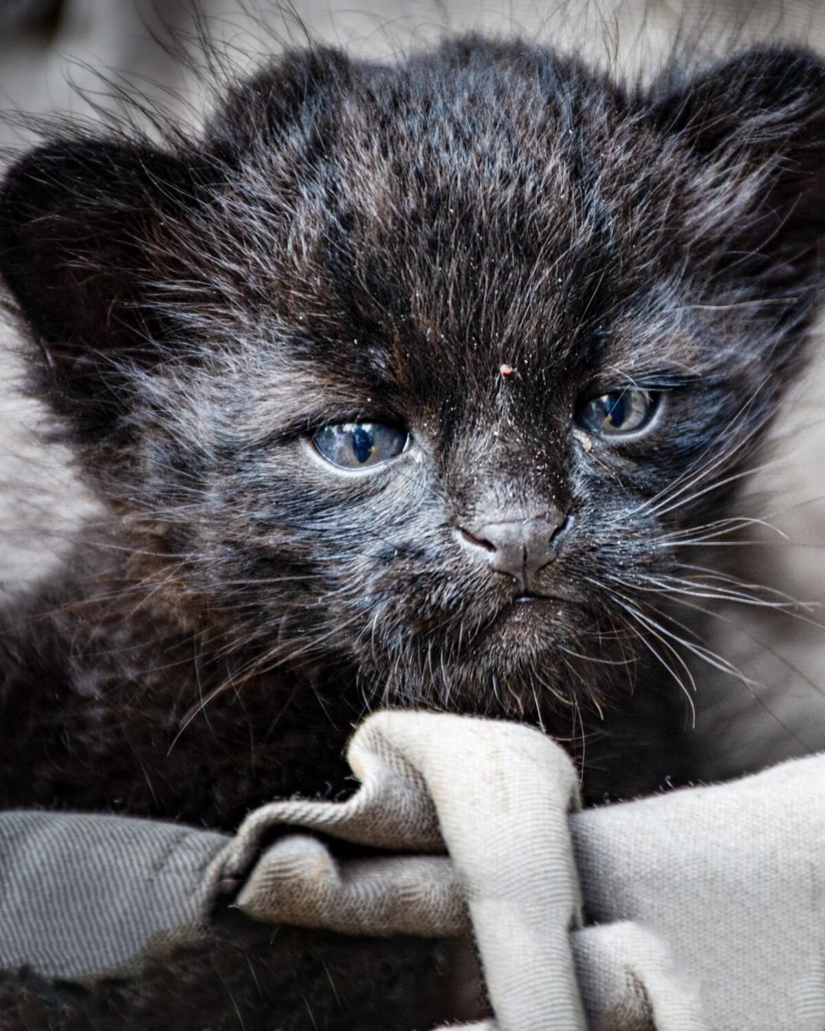 Gato montés. Fue trasladado a la reserva Tatú Carreta. (Foto / Policía Ambiental)